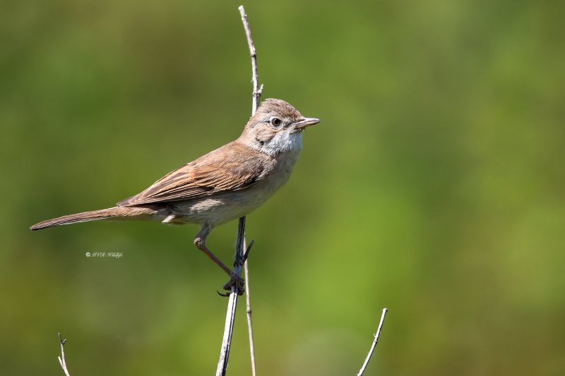 B65A6279-Grasmus-Common-Whitethroat-Dorngrasmucke-Fauvette-grisette-Curruca-zarcera_1