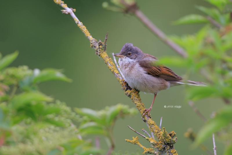 BR8A8428-Grasmus-Common-Whitethroat-Dorngrasmucke-Fauvette-grisette-Curruca-zarcera_1