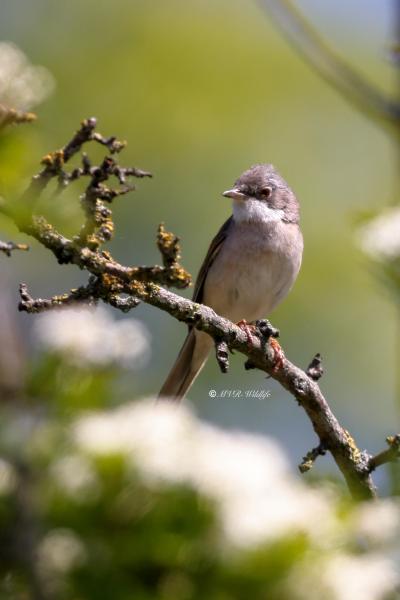 BR8A9282-Grasmus-Common-Whitethroat-Dorngrasmucke-Fauvette-grisette-Curruca-zarcera_1