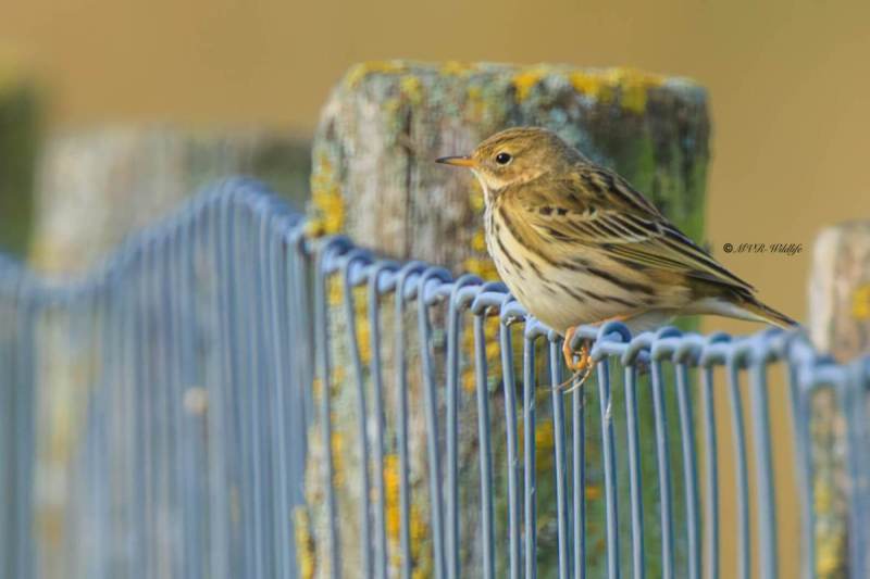 BR8A1685-Graspieper-Anthus-pratensis-Meadow-Pipit-Wiesenpieper-Pipit-farlouse-Bisbita-pratense_1