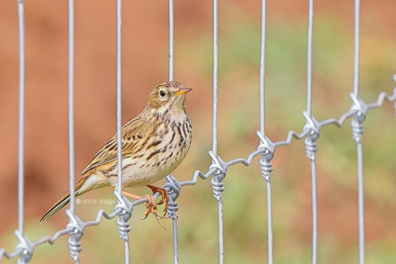 BR8A4149-Graspieper-Anthus-pratensis-Meadow-Pipit-Wiesenpieper-Pipit-farlouse-Bisbita-pratense_1