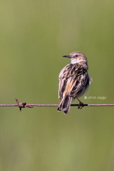 BR8A2019-Graszanger-Zitting-Cisticola-Cistensanger-Cisticole-des-Joncs-Buitron_1
