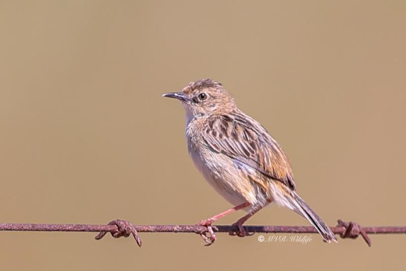 BR8A2032-Graszanger-Zitting-Cisticola-Cistensanger-Cisticole-des-Joncs-Buitron_1