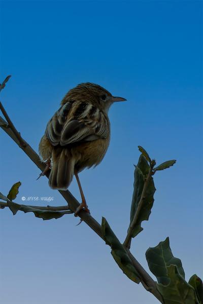 BR8A4708-Graszanger-Zitting-Cisticola-Cistensanger-Cisticole-des-Joncs-Buitron_1