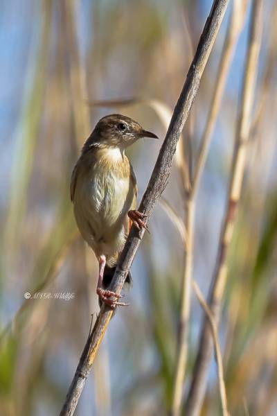 BR8A6843-Graszanger-Zitting-Cisticola-Cistensanger-Cisticole-des-Joncs-Buitron_1