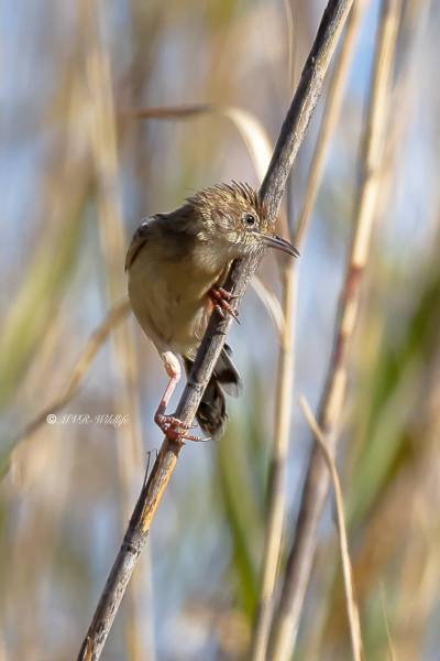 BR8A6845-Graszanger-Zitting-Cisticola-Cistensanger-Cisticole-des-Joncs-Buitron_1