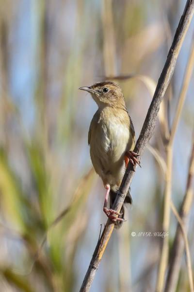 BR8A6848-Graszanger-Zitting-Cisticola-Cistensanger-Cisticole-des-Joncs-Buitron_1