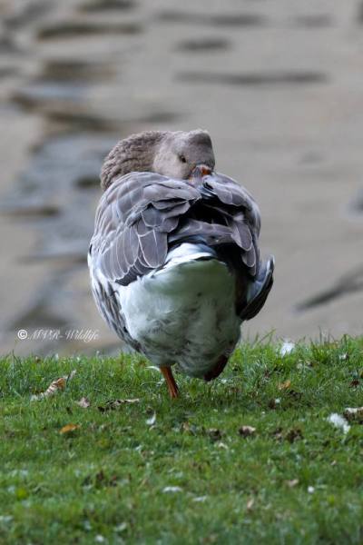177A5510-Grauwe-Gans-Greylag-Goose-Graugans-Oie-cendree-Ansar-comun_1