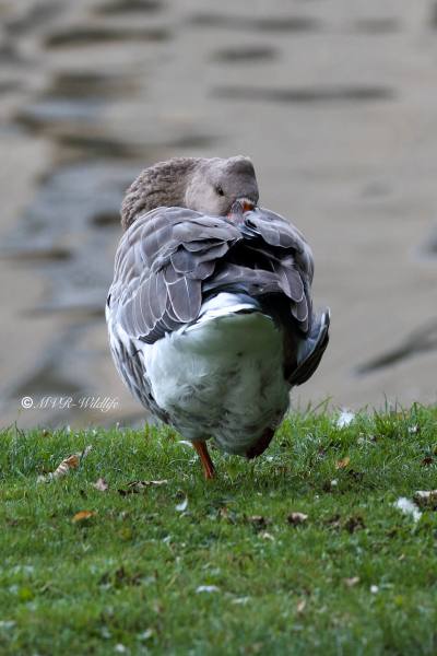 177A5510-Grauwe-Gans-Greylag-Goose-Graugans-Oie-cendree-Ansar-comun_1