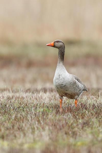 B65A7397-Grauwe-Gans-Greylag-Goose-Graugans-Oie-cendree-Ansar-comun_1