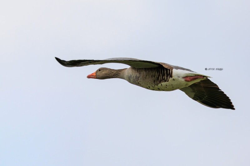 BR8A1071-Grauwe-Gans-Greylag-Goose-Graugans-Oie-cendree-Ansar-comun_1