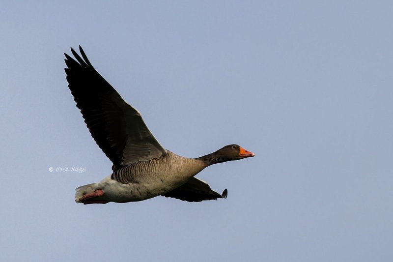 BR8A5082-Grauwe-Gans-Greylag-Goose-Graugans-Oie-cendree-Ansar-comun_1