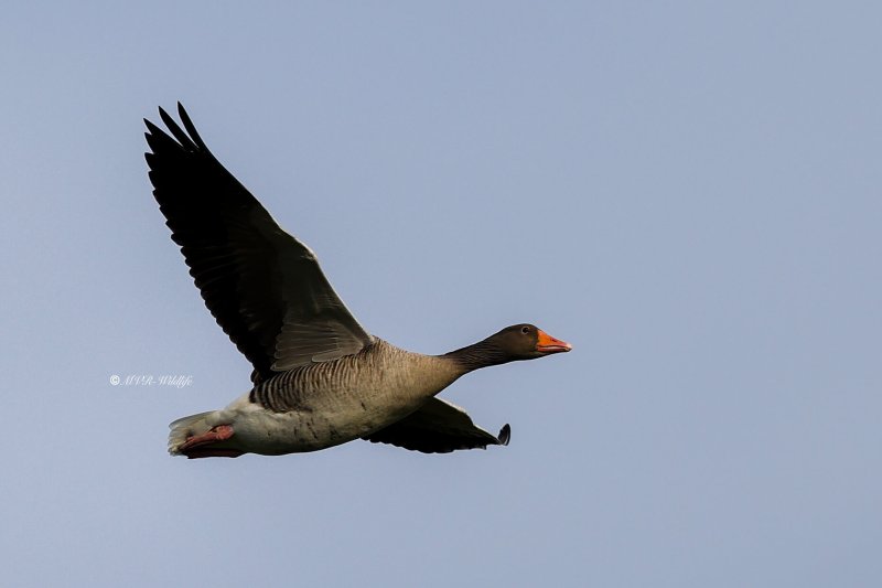 BR8A5082-Grauwe-Gans-Greylag-Goose-Graugans-Oie-cendree-Ansar-comun_1