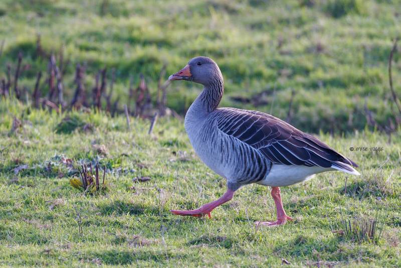 BR8A9087-Grauwe-Gans-Greylag-Goose-Graugans-Oie-cendree-Ansar-comun_1