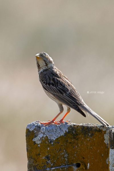 BR8A0159-Grauwe-Gors-Corn-Bunting-Grauammer-Bruant-Proyer-Triguero_1