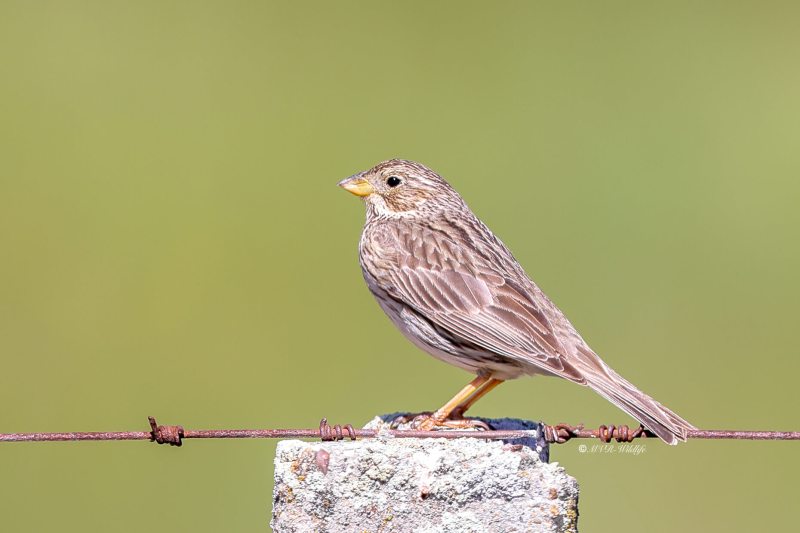 BR8A1888-Grauwe-Gors-Corn-Bunting-Grauammer-Bruant-Proyer-Triguero_1