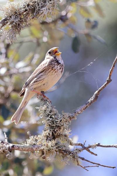 BR8A9680-Grauwe-Gors-Corn-Bunting-Grauammer-Bruant-Proyer-Triguero_1