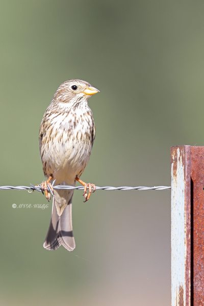 BR8A9924-Grauwe-Gors-Corn-Bunting-Grauammer-Bruant-Proyer-Triguero_1