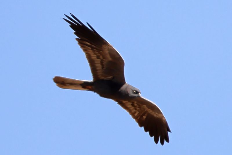 1_BR8A1871-Grauwe-Kiekendief-Montagus-Harrier-Wiesenweihe-Busard-cendre-Aguilucho-cenizo_1