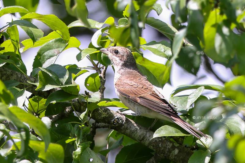 BR8A6129-Grauwe-Klauwier-Red-backed-Shrike-Neuntoter-Pie-grieche-ecorcheur-Alcaudon-dorsirrojo_1