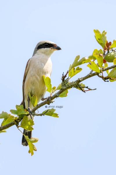 BR8A6159-Grauwe-Klauwier-Red-backed-Shrike-Neuntoter-Pie-grieche-ecorcheur-Alcaudon-dorsirrojo_1