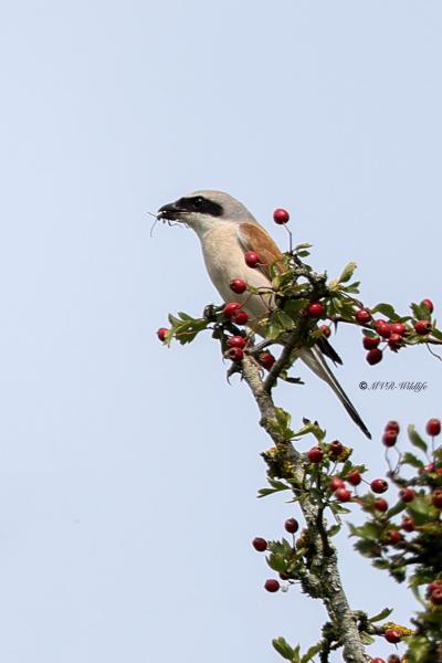 BR8A6190-Grauwe-Klauwier-Red-backed-Shrike-Neuntoter-Pie-grieche-ecorcheur-Alcaudon-dorsirrojo_1