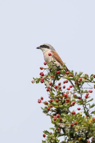 BR8A6199-Grauwe-Klauwier-Red-backed-Shrike-Neuntoter-Pie-grieche-ecorcheur-Alcaudon-dorsirrojo_1