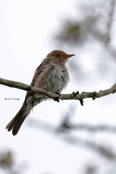 A34I0721-Grauwe-Vliegenvanger-Spotted-Flycatcher-Grauschnapper-Gobemouche-gris-Papamoscas-gris_1