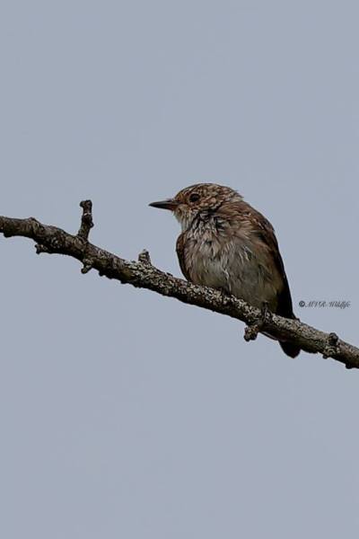 A34I0727-Grauwe-Vliegenvanger-Spotted-Flycatcher-Grauschnapper-Gobemouche-gris-Papamoscas-gris_1