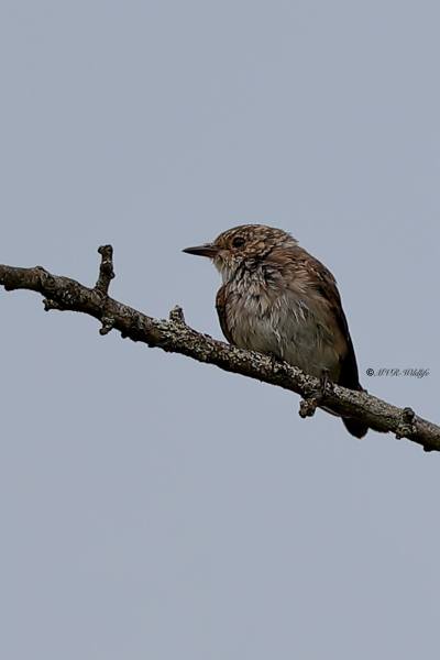 A34I0727-Grauwe-Vliegenvanger-Spotted-Flycatcher-Grauschnapper-Gobemouche-gris-Papamoscas-gris_1