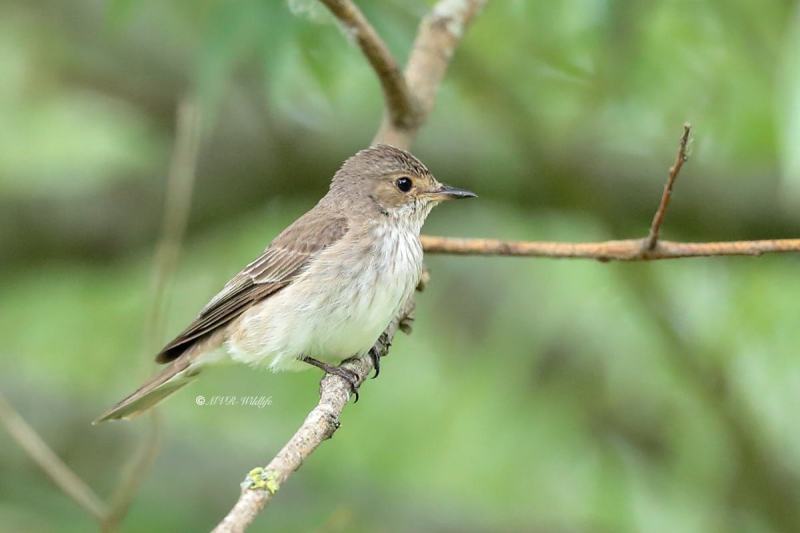 A34I0753-Grauwe-Vliegenvanger-Spotted-Flycatcher-Grauschnapper-Gobemouche-gris-Papamoscas-gris_1