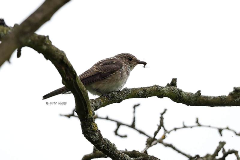 A34I0774-Grauwe-Vliegenvanger-Spotted-Flycatcher-Grauschnapper-Gobemouche-gris-Papamoscas-gris_1