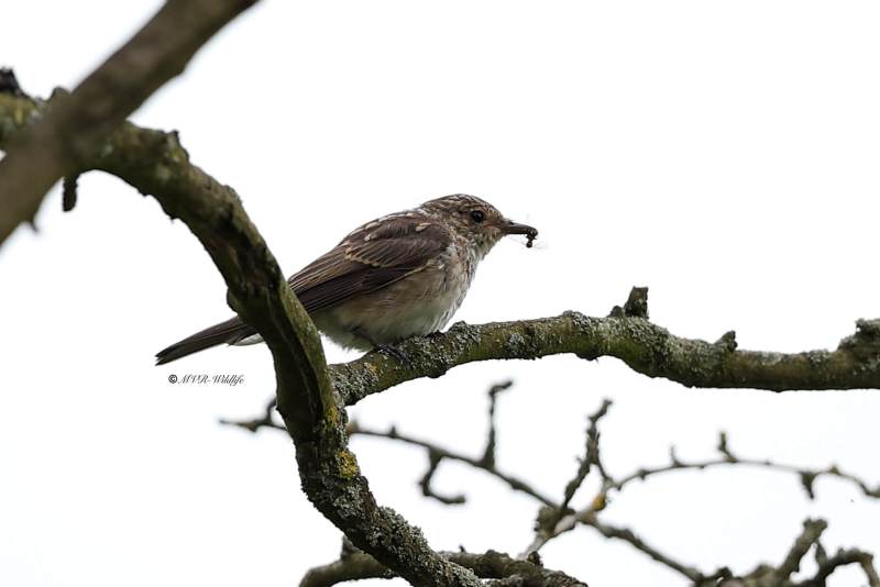 A34I0774-Grauwe-Vliegenvanger-Spotted-Flycatcher-Grauschnapper-Gobemouche-gris-Papamoscas-gris_1