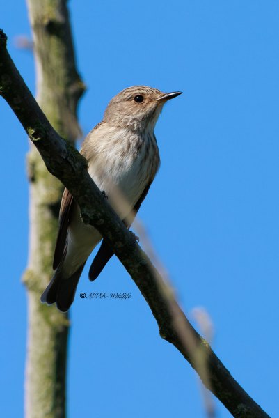 BR8A9543-Grauwe-Vliegenvanger-Spotted-Flycatcher-Grauschnapper-Gobemouche-gris-Papamoscas-gris_1