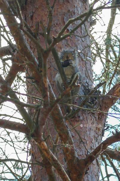 MG_4948-Grijze-eekhoorn-Eastern-Gray-Squirrel-Grauhornchen-Ecureuil-gris-de-Caroline-Ardilla-gris_1