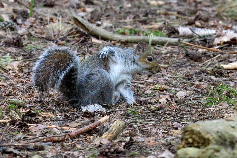 MG_5051-Grijze-eekhoorn-Eastern-Gray-Squirrel-Grauhornchen-Ecureuil-gris-de-Caroline-Ardilla-gris_1
