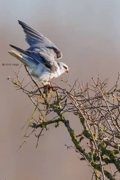 BR8A2084-Grijze-Wouw-Elanus-caeruleus-Black-winged-Kite-Gleitaar-Elanion-blanc-Elanio-comun_1