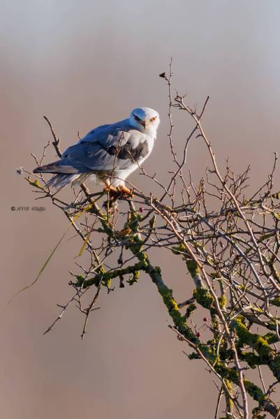 BR8A2196-Grijze-Wouw-Elanus-caeruleus-Black-winged-Kite-Gleitaar-Elanion-blanc-Elanio-comun_1