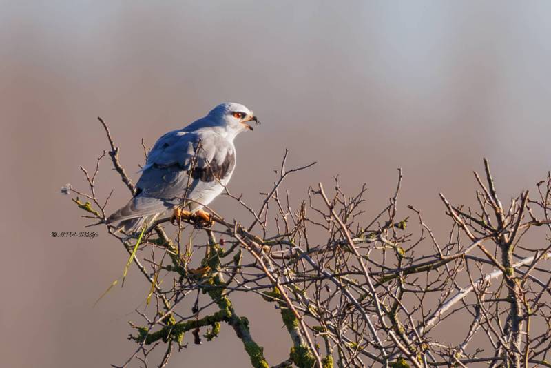 BR8A2208-Grijze-Wouw-Elanus-caeruleus-Black-winged-Kite-Gleitaar-Elanion-blanc-Elanio-comun_1