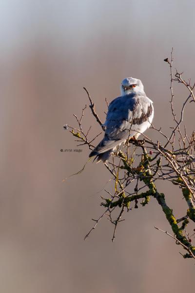 BR8A2279-Grijze-Wouw-Elanus-caeruleus-Black-winged-Kite-Gleitaar-Elanion-blanc-Elanio-comun_1