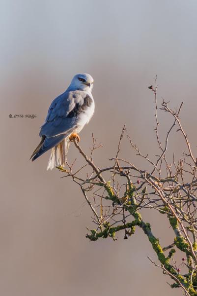 BR8A2744-Grijze-Wouw-Elanus-caeruleus-Black-winged-Kite-Gleitaar-Elanion-blanc-Elanio-comun_1