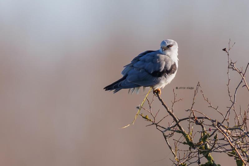 BR8A2810-Grijze-Wouw-Elanus-caeruleus-Black-winged-Kite-Gleitaar-Elanion-blanc-Elanio-comun_1
