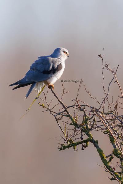 BR8A2820-Grijze-Wouw-Elanus-caeruleus-Black-winged-Kite-Gleitaar-Elanion-blanc-Elanio-comun_1