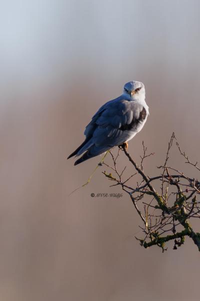 BR8A2840-Grijze-Wouw-Elanus-caeruleus-Black-winged-Kite-Gleitaar-Elanion-blanc-Elanio-comun_1