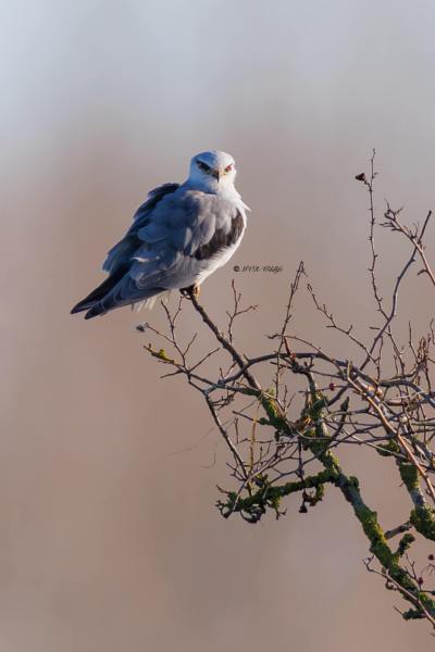 BR8A2870-Grijze-Wouw-Elanus-caeruleus-Black-winged-Kite-Gleitaar-Elanion-blanc-Elanio-comun_1