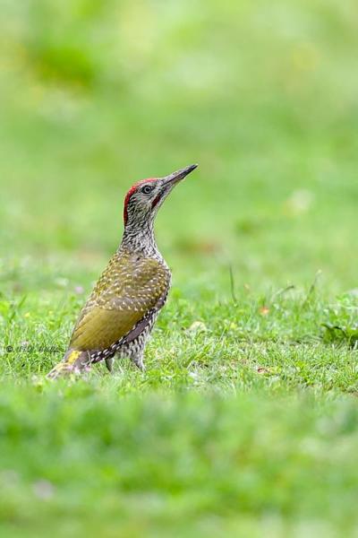A34I0025-Groene-Specht-European-Green-Woodpecker-Grunspecht-Pic-vert-Pito-real_1