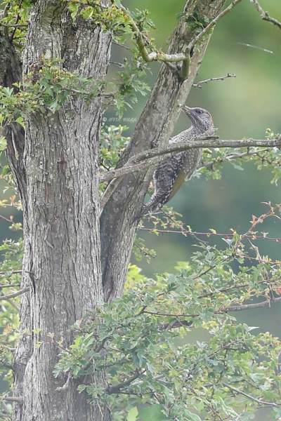 A34I0588-Groene-Specht-European-Green-Woodpecker-Grunspecht-Pic-vert-Pito-real_1