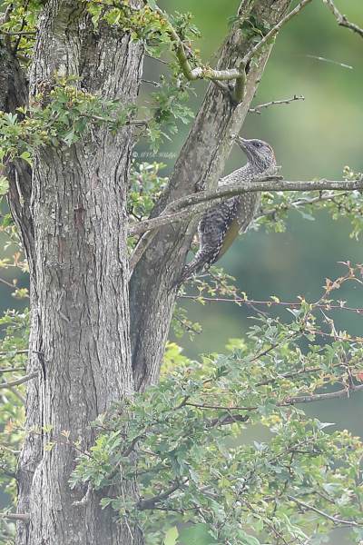 A34I0588-Groene-Specht-European-Green-Woodpecker-Grunspecht-Pic-vert-Pito-real_1