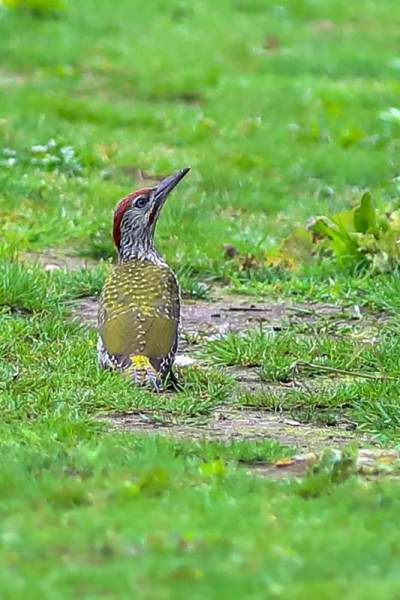 B65A6090-Groene-Specht-European-Green-Woodpecker-Grunspecht-Pic-vert-Pito-real_1
