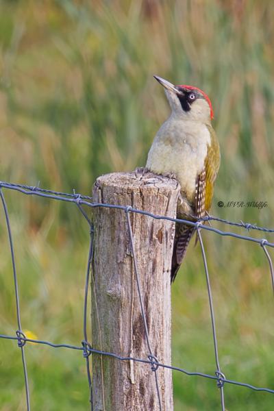 BR8A1409-Groene-Specht-European-Green-Woodpecker-Grunspecht-Pic-vert-Pito-real_1